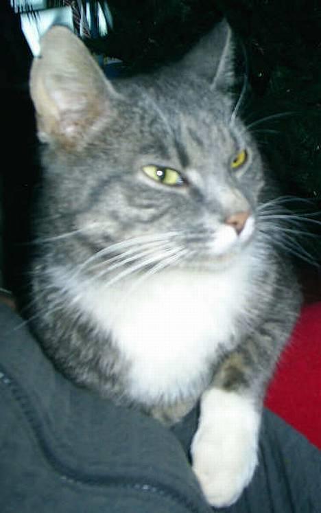 Blanding af racer Emil - Emil, jeg VIL kæles! billede 10