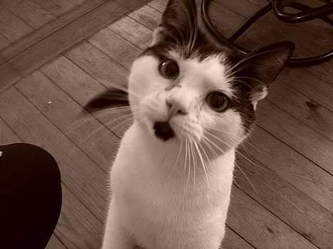 Blanding af racer Fister - hvad er det du laver? (maj05) billede 1