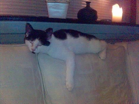 Blanding af racer Fister - Ligger lige og flader ud på sofaen... (feb05) billede 2