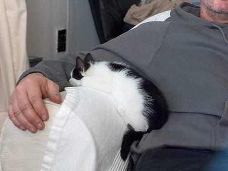 Blanding af racer Fister - efter en hård jagt er det tid til en lille lur... inden man skal på den igen... (okt04) billede 3