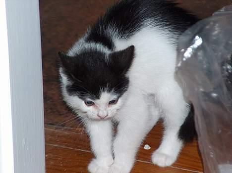 Blanding af racer Fister - Jeg er meget farlig... hvæssss.... (okt04) billede 5