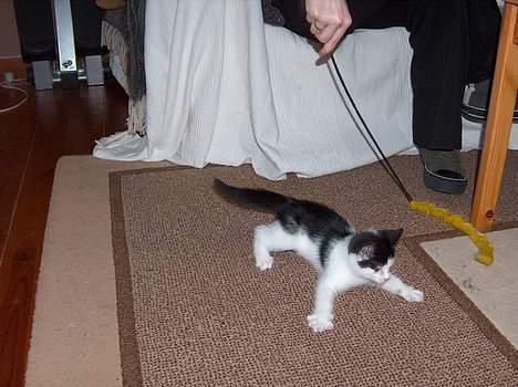 Blanding af racer Fister - jeg er et rigtigt rovdyr... (okt04) billede 6