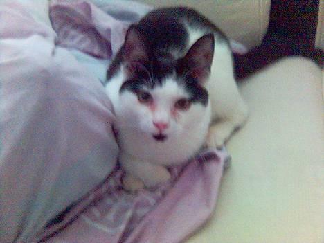 Blanding af racer Fister - Ligger på lur bag dynen.... her finder de mig aldrig... (feb05) billede 7