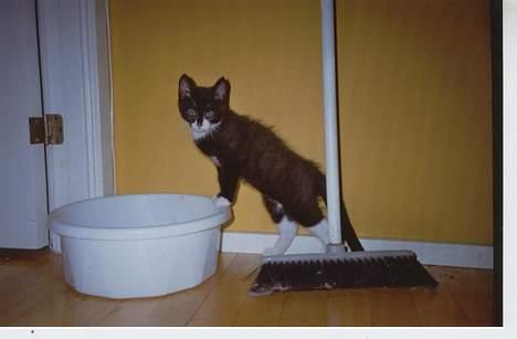 Blanding af racer Thomas - Han er på opdagelse i sit nye hjem billede 2