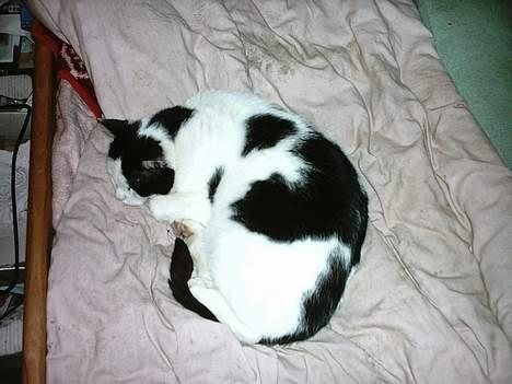 Blanding af racer cleo - det har været en lang nat, med masser af mus. snork billede 8