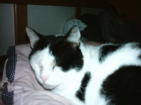 Blanding af racer cleo - skal jeg allerede ud igen  billede 9