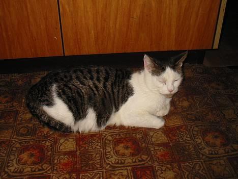 Huskat Crap - Crap lurer. billede 2