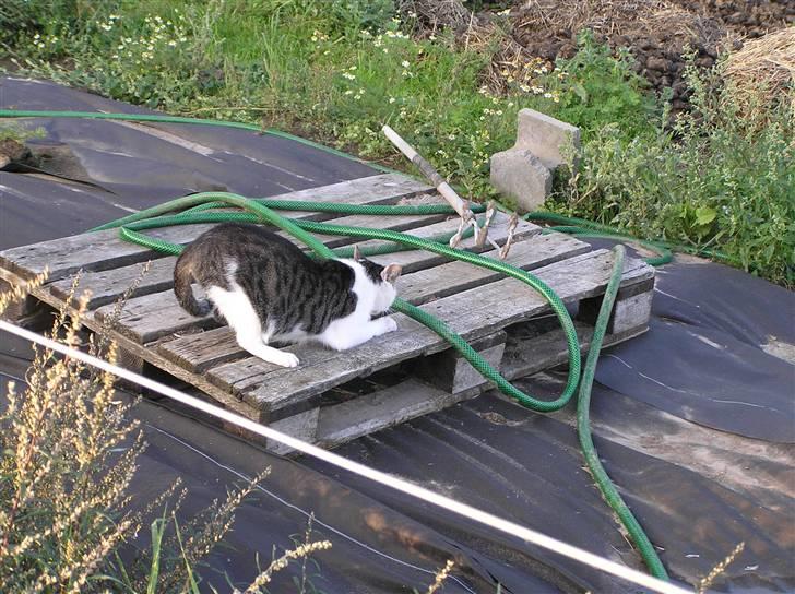 Huskat Crap - Crap strækker sig. billede 3