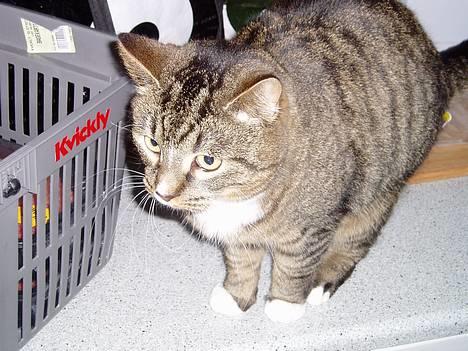 Blanding af racer Tulle - tullemissen på køkkenbordet billede 1