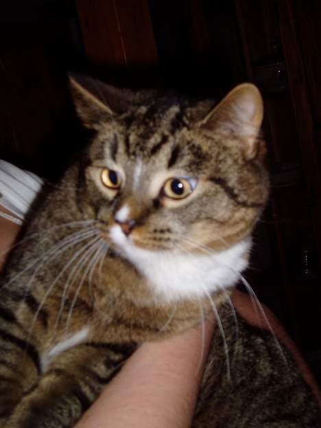 Blanding af racer Tulle - tullemissen:) billede 2