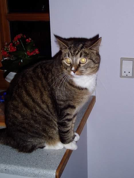 Blanding af racer Tulle - tulle igen igen billede 3