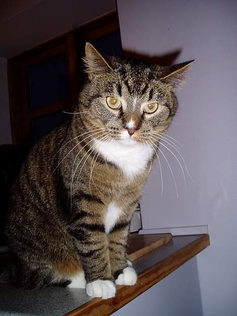 Blanding af racer Tulle - vores tulle billede 4