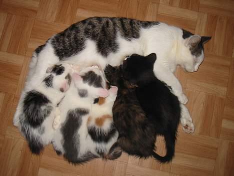 Huskat Crap - med sine ups killinger, der alle fik gode hjem. billede 4