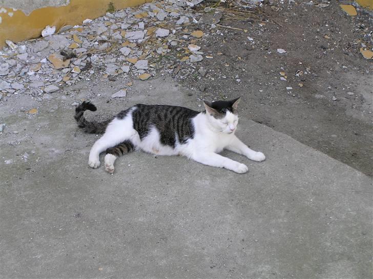 Huskat Crap - Hvile en sommerdag. billede 5