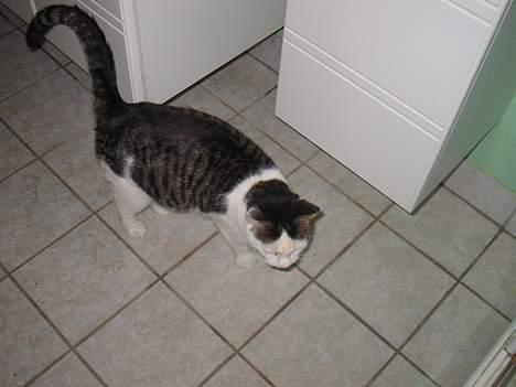 Huskat Crap - En tur på badeværelset, Skulle man lige tisse i vasken??? billede 6