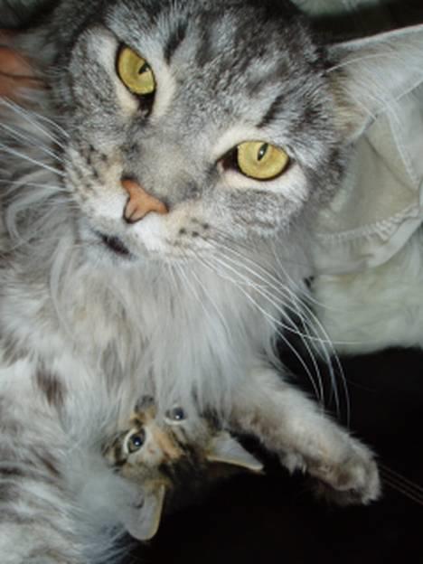 Maine Coon DK Wildenrath's Aske RIP - Killing, neeej sådan en har jeg ikke set. billede 1