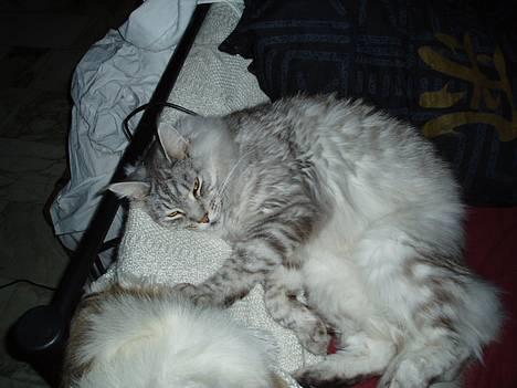 Maine Coon DK Wildenrath's Aske RIP billede 2