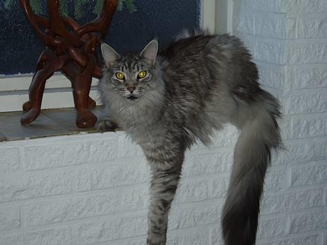 Maine Coon DK Wildenrath's Aske RIP billede 3