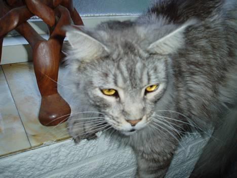 Maine Coon DK Wildenrath's Aske RIP billede 4
