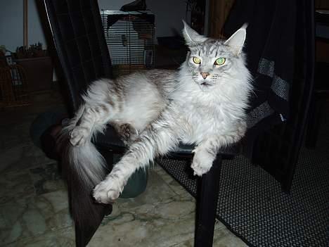 Maine Coon DK Wildenrath's Aske RIP billede 5