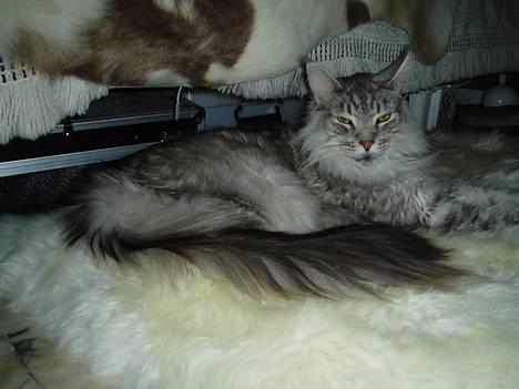 Maine Coon DK Wildenrath's Aske RIP billede 6