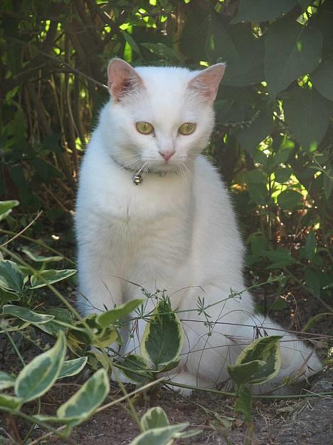 Blanding af racer Duchess * Prinsessen* - Duchess nyder at være blevet udekat. billede 1