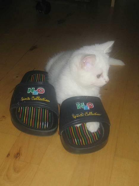 Blanding af racer Duchess * Prinsessen* - Jeg kan næsten passe den. billede 2