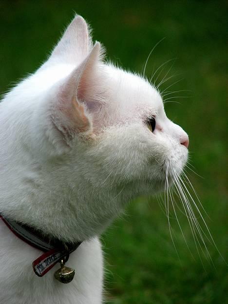 Blanding af racer Duchess * Prinsessen* - September 06 billede 3