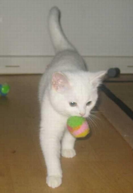 Blanding af racer Duchess * Prinsessen* - Apport     2. feb. billede 4