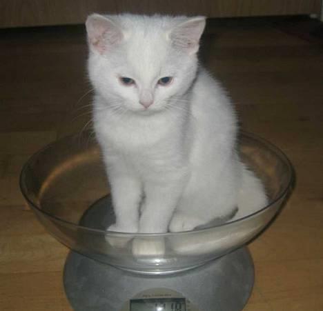 Blanding af racer Duchess * Prinsessen* - Duchess vejes 27-2. precis 3 måneder/13 uger gammel.. Ikke nogen nem opgave. Vægten svingede en del, men holdt sig mest omkring de 1220 g. billede 5