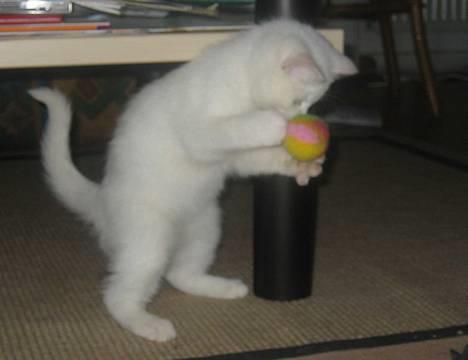 Blanding af racer Duchess * Prinsessen* billede 6