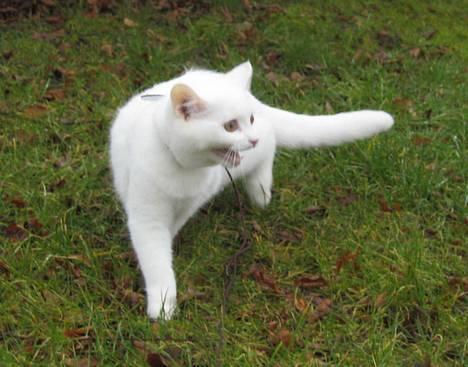 Blanding af racer Duchess * Prinsessen* - Udenfor 18. marts 05 billede 7