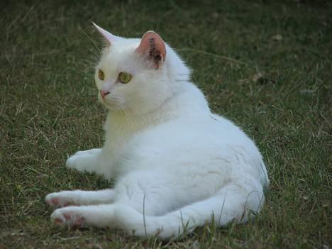 Blanding af racer Duchess * Prinsessen* - Min lille putte. billede 8