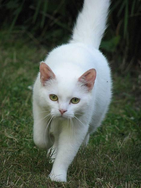 Blanding af racer Duchess * Prinsessen* - Nu kommer jeg mor. billede 9