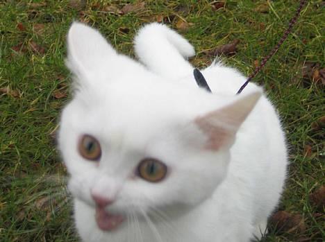 Blanding af racer Duchess * Prinsessen* - 18. marts 05. "Tag mig op mor! Jeg vil ikke være ude mere." Forste gang hun er udenfor billede 10