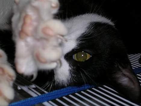 Blanding af racer Chess - Jeg flytter mig ikke! billede 7