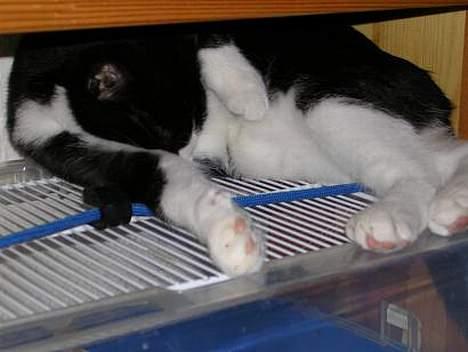 Blanding af racer Chess - Sjovt det er så spændende at ligge på et hamsterbur... billede 8