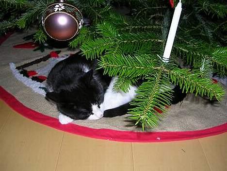 Blanding af racer Chess billede 9