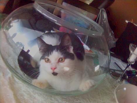 Blanding af racer Fister - Når fiskene er spist og vandet drukket, kan bowlen bruges til at lege i... :-) (jan05) billede 8