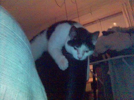 Blanding af racer Fister - lille mig kan snilt ligge her på ryglænet, mens jeg holder øje med hvad far laver ved computeren... (feb05) billede 10