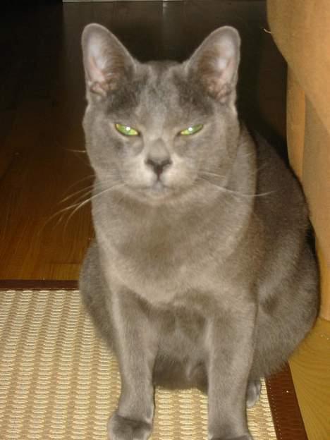 Korat Balou billede 1