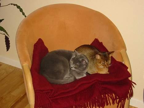 Korat Balou billede 2