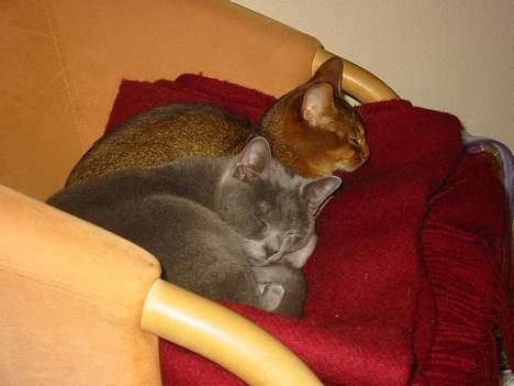 Korat Balou billede 3