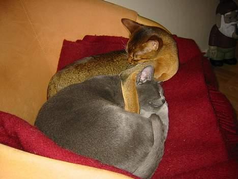 Korat Balou billede 4