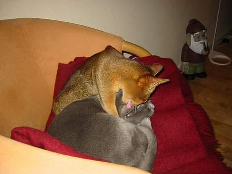 Korat Balou billede 5