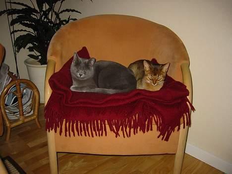 Korat Balou billede 6