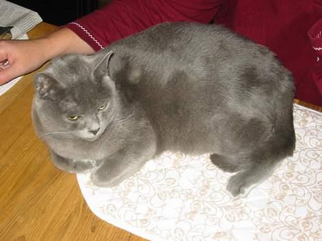 Korat Balou billede 7