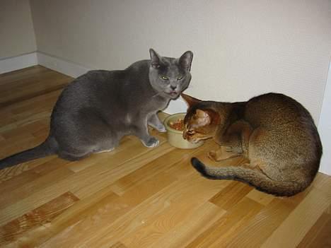 Korat Balou billede 8