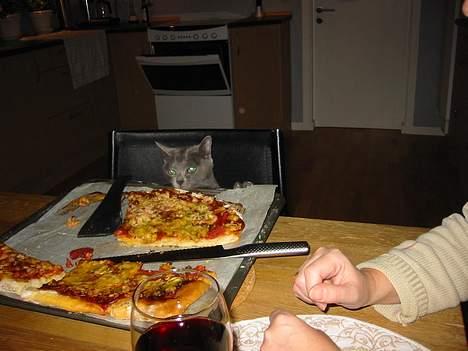 Korat Balou billede 9