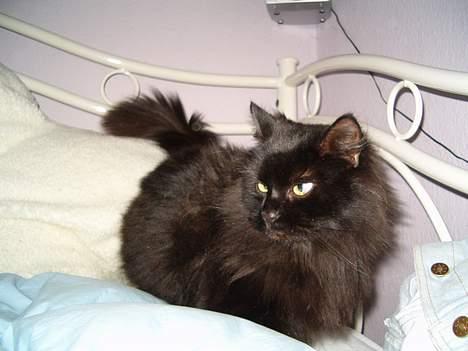 Norsk Skovkat Emma - Flot katze hvar? :) billede 5